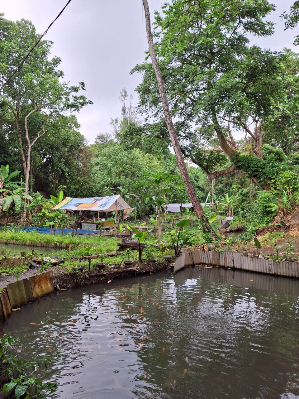 Pemberian Pakan Ikan